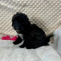 Sister, a female Maltipoo and Yorkipoo for sale in Childress, TX – Photo 3 of 5