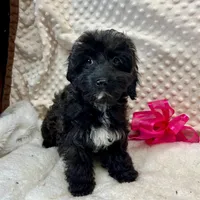 Sister, a female Maltipoo and Yorkipoo for sale in Childress, TX – Photo 3 of 5