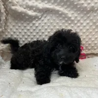 Sister, a female Maltipoo and Yorkipoo for sale in Childress, TX – Photo 2 of 5