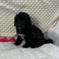 Sister, a female Maltipoo and Yorkipoo for sale in Childress, TX – Photo 1 of 5