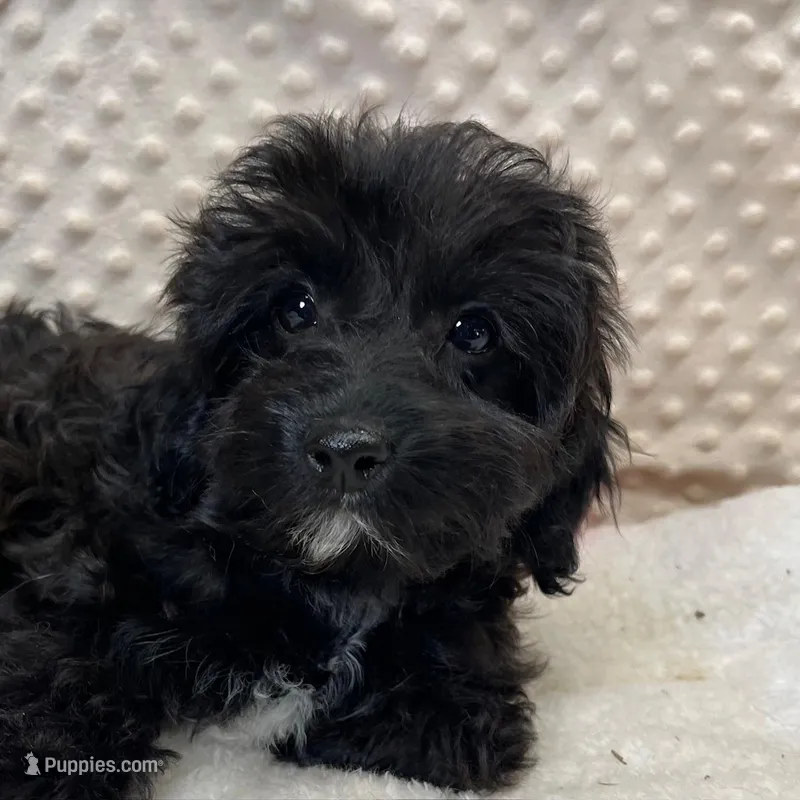 Sister – Maltipoo, Yorkipoo puppy for sale in Childress, TX