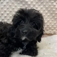 Sister, a female Maltipoo and Yorkipoo for sale in Childress, TX – Photo 1 of 5