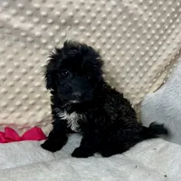 Sister, a female Maltipoo and Yorkipoo for sale in Childress, TX – Photo 2 of 5