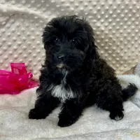 Sister, a female Maltipoo and Yorkipoo for sale in Childress, TX – Photo 5 of 5