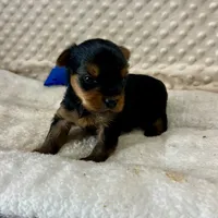 Jake RESERVED, a male Yorkshire Terrier for sale in Childress, TX – 6 of 6