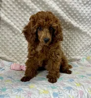 Willow CKC/AKC, a female Poodle - Miniature  for sale in Childress, TX – Photo 6 of 8