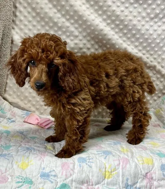 Willow CKC/AKC, a female Poodle - Miniature  for sale in Childress, TX – Photo 1 of 8