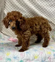 Willow CKC/AKC, a female Poodle - Miniature  for sale in Childress, TX – Photo 1 of 8