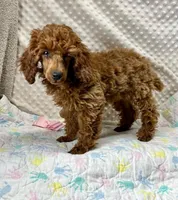 Willow CKC/AKC, a female Poodle - Miniature  for sale in Childress, TX – Photo 3 of 8