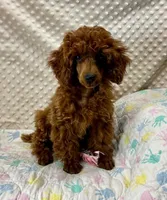 Willow CKC/AKC, a female Poodle - Miniature  for sale in Childress, TX – Photo 7 of 8
