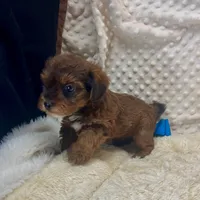 Little Red Bert, a male Yorkipoo and Poodle - Toy  for sale in Childress, TX – 5 of 5