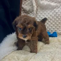 Little Red Bert, a male Yorkipoo and Poodle - Toy  for sale in Childress, TX – 4 of 5