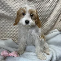 CKC Reg. "Peaches" F1 Cavapoo, a female Cavapoo and Poodle - Miniature  for sale in Childress, TX – Photo 4 of 4