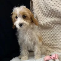 CKC Reg. "Peaches" F1 Cavapoo, a female Cavapoo and Poodle - Miniature  for sale in Childress, TX – Photo 2 of 4