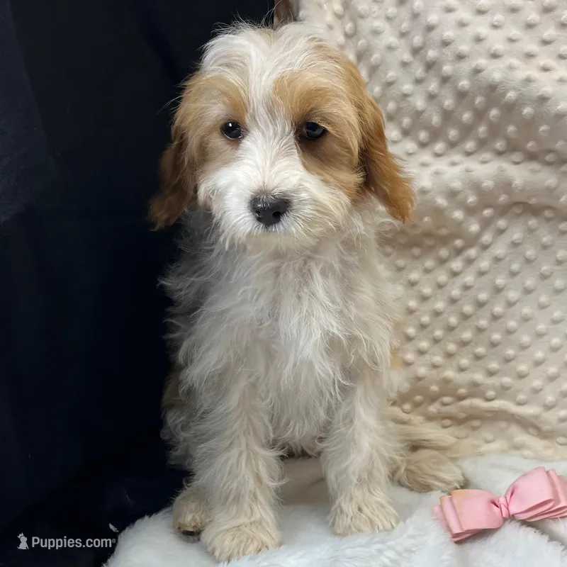 CKC Reg. "Peaches" F1 Cavapoo