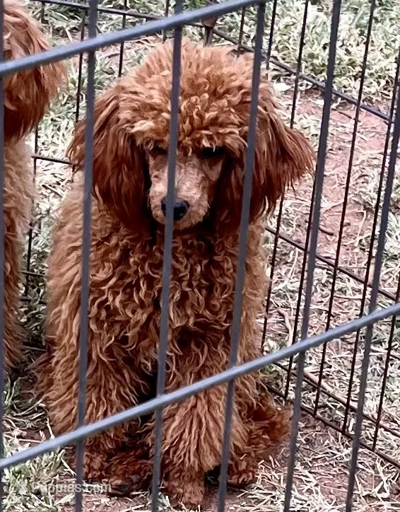 CKC "Poppy" Childres, Tx.  – Poodle - Toy , Poodle - Miniature  puppy for sale in Childress, TX