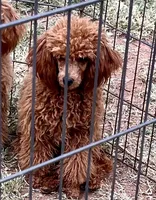 CKC "Poppy" Childres, Tx. , a female Poodle - Toy  and Poodle - Miniature  for sale in Childress, TX – 1 of 2