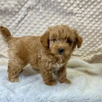 Tiny Beatle, a male Maltipoo for sale in Childress, TX – Photo 5 of 7