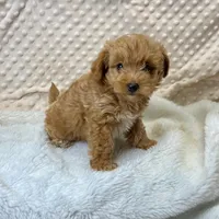 Tiny Beatle, a male Maltipoo for sale in Childress, TX – Photo 4 of 7