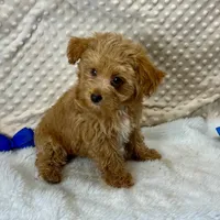 Tiny Beatle, a male Maltipoo for sale in Childress, TX – Photo 1 of 7