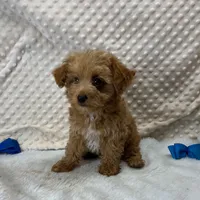 Tiny Beatle, a male Maltipoo for sale in Childress, TX – Photo 2 of 7