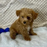 Tiny Beatle, a male Maltipoo for sale in Childress, TX – Photo 3 of 7