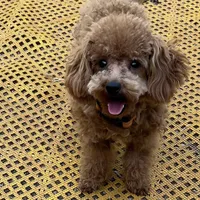 Tiny "Newton", a male Maltipoo and Poodle - Toy  for sale in Childress, TX – 1 of 4