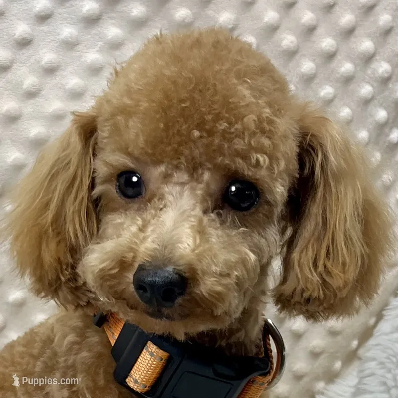 Tiny "Newton" – Maltipoo, Poodle - Toy  puppy for sale in Childress, TX