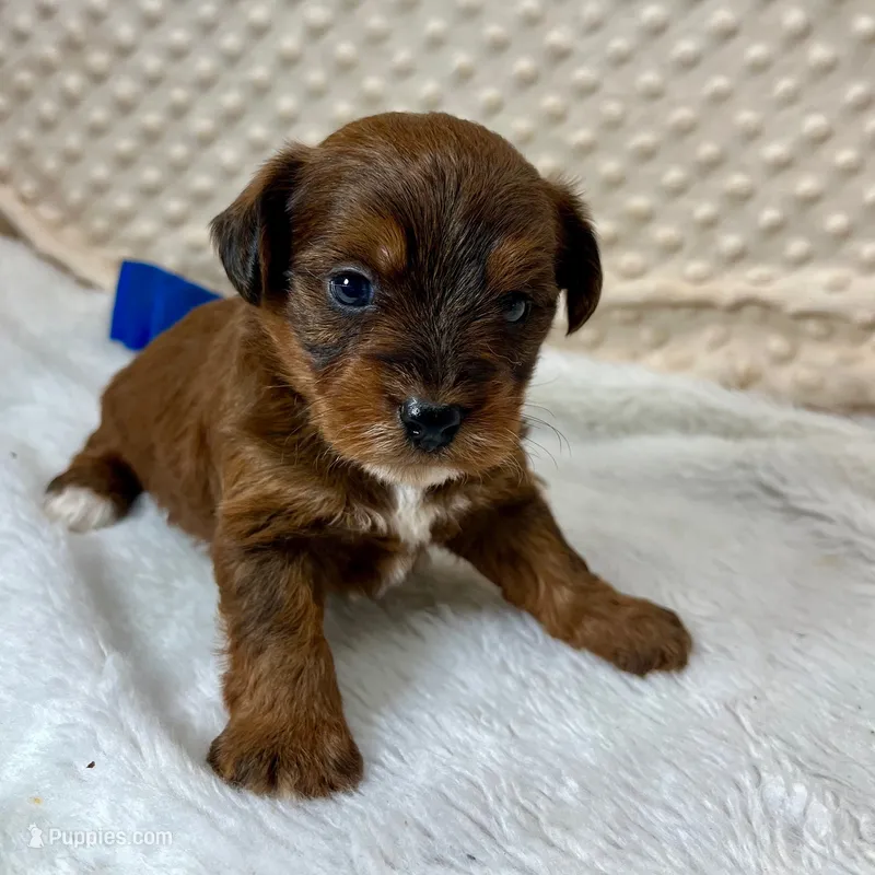 Bert – Yorkipoo puppy for sale in Childress, TX