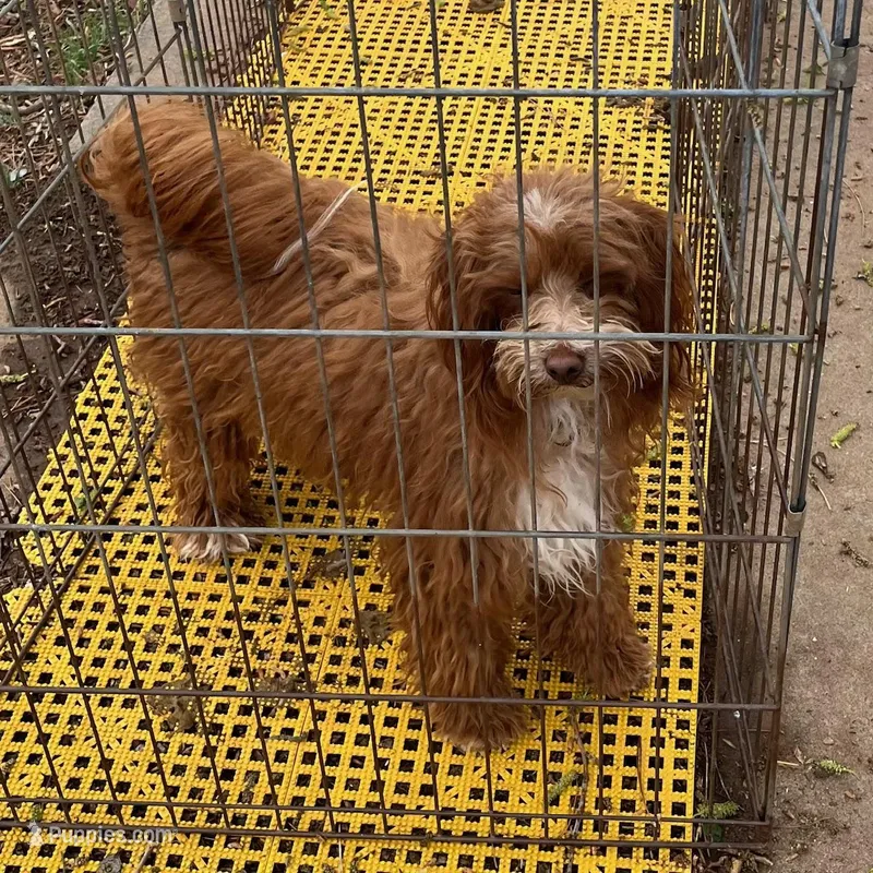 Redford, a male Maltipoo for sale in Childress, TX – Photo 1 of 5