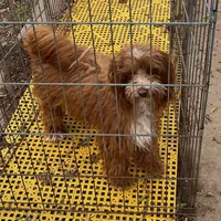 Redford, a male Maltipoo for sale in Childress, TX – Photo 1 of 5