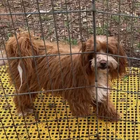 Redford, a male Maltipoo for sale in Childress, TX – Photo 4 of 5