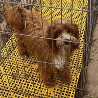 Redford, a male Maltipoo for sale in Childress, TX – Photo 5 of 5