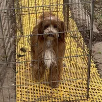 Redford, a male Maltipoo for sale in Childress, TX – Photo 3 of 5
