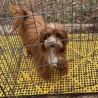 Redford, a male Maltipoo for sale in Childress, TX – Photo 2 of 5