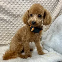 Tiny "Newton", a male Maltipoo and Poodle - Toy  for sale in Childress, TX – 3 of 8