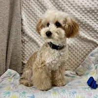 Gold Leif, a male Maltipoo for sale in Childress, TX – Photo 1 of 6