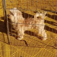 Gold Leif, a male Maltipoo for sale in Childress, TX – Photo 6 of 6