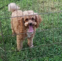 Gold Leif, a male Maltipoo for sale in Childress, TX – Photo 5 of 6