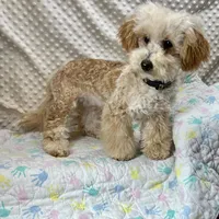 Gold Leif, a male Maltipoo for sale in Childress, TX – Photo 2 of 6