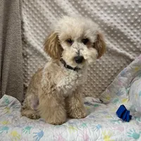 Gold Leif, a male Maltipoo for sale in Childress, TX – Photo 3 of 6