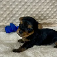 Jake RESERVED, a male Yorkshire Terrier for sale in Childress, TX – 2 of 6