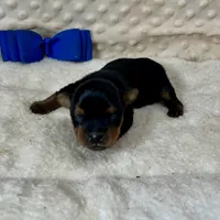 Jake, a male Yorkshire Terrier for sale in Childress, TX – 4 of 4