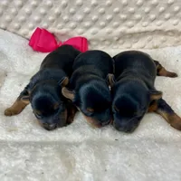 Jenny, a female Yorkshire Terrier for sale in Childress, TX – 2 of 3