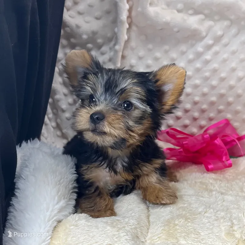 Jenny – Yorkshire Terrier puppy for sale in Childress, TX