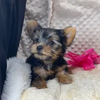 Jenny, a female Yorkshire Terrier for sale in Childress, TX – 1 of 4