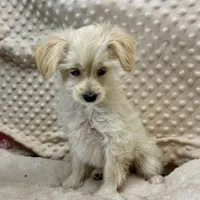 "Precious" in Childress, Texas, a female Maltipoo for sale in Childress, TX – Photo 3 of 3