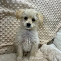 "Precious" in Childress, Texas, a female Maltipoo for sale in Childress, TX – Photo 1 of 3
