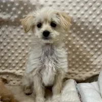 "Precious" in Childress, Texas, a female Maltipoo for sale in Childress, TX – Photo 2 of 3