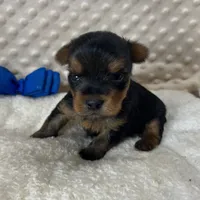 Jake RESERVED, a male Yorkshire Terrier for sale in Childress, TX – 4 of 6